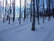 Heerlijke bosafdalingen met Japan Powder