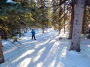 Uitgekapte bosafdaling - Gladed Run