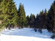 Langlaufloipe am Bremberg