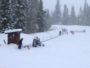 Sweet Pea - Transportband