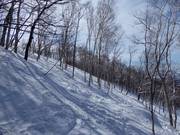 Afdalingen door de lichte bossen