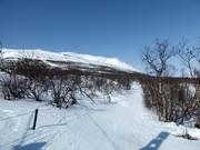 De dalafdaling slingert door een open bos