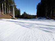 Zeer eenvoudige bosafdaling in Lavarone