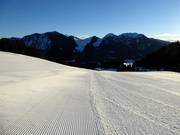 Vers vers geprepareerde Osthang