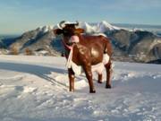 Het handelsmerk van de Almenwelt Lofer